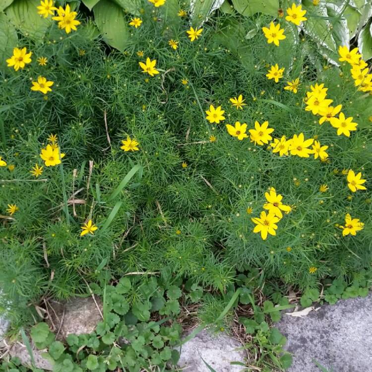 plant image 469203
