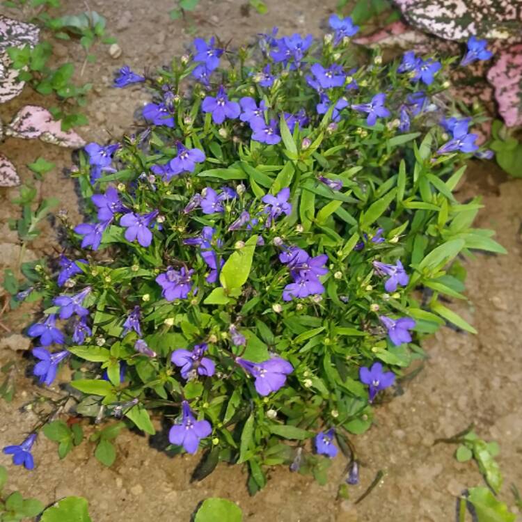 Plant image Lobelia Erinus 'Crystal Palace'