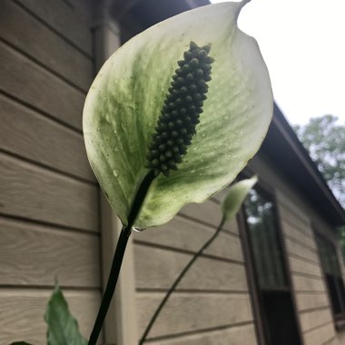 Peace Lily