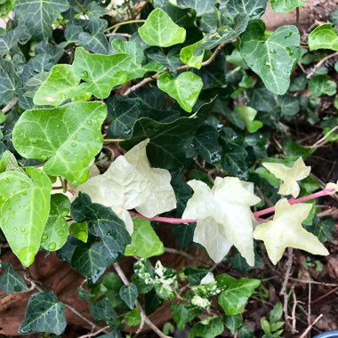April's garden