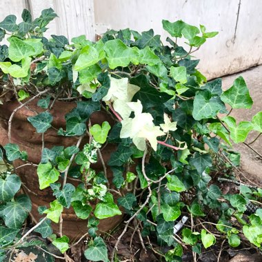 April's garden