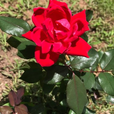 April's garden