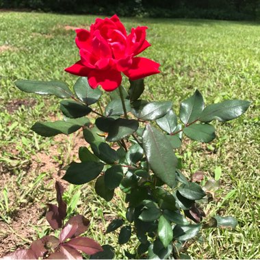 Rose 'Double Knock Out' (Shrub)