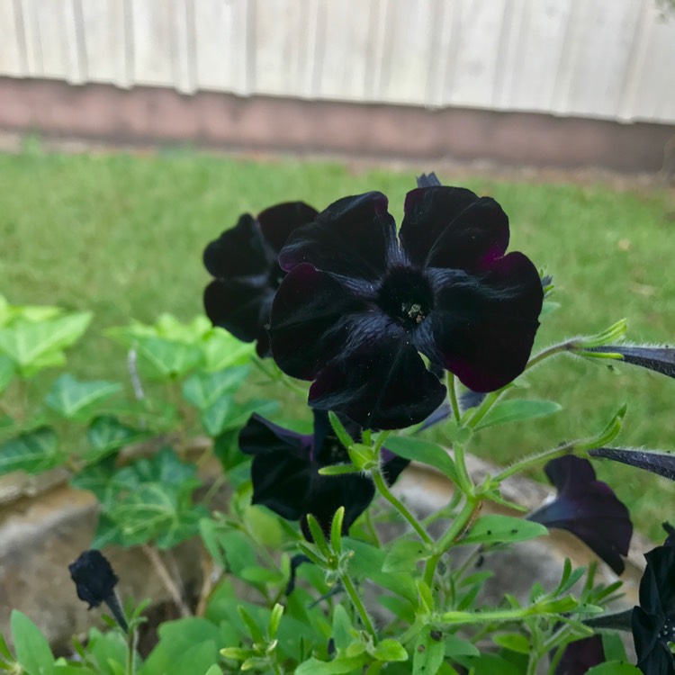 Plant image Petunia 'Wespecrablama' (Crazytunia Series) syn. Petunia 'Black Mamba'