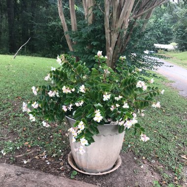 April's garden
