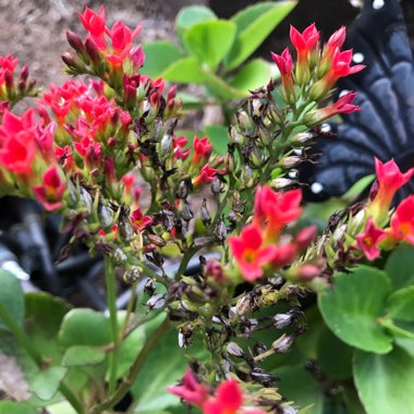 Kalanchoe