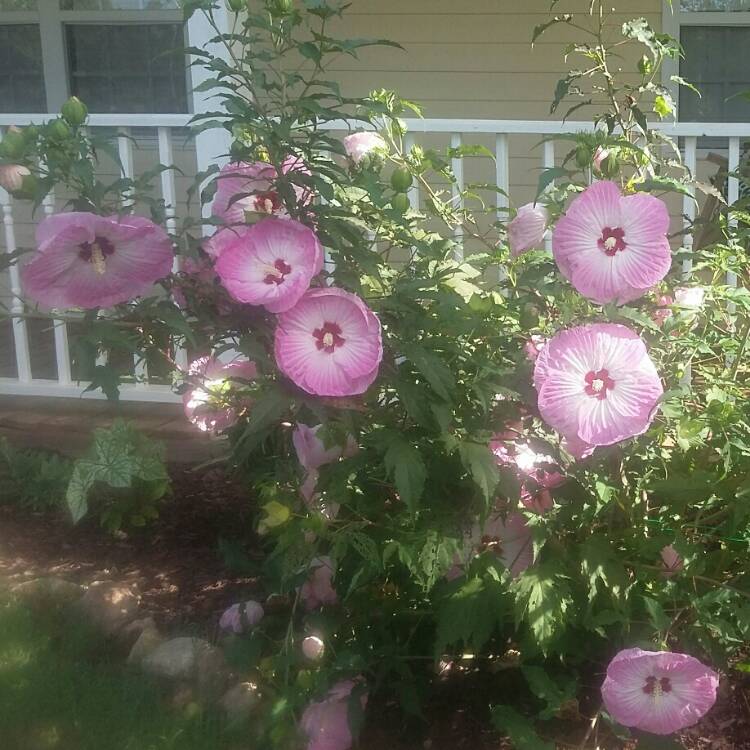 Plant image Hibiscus moscheutos 'Balhibpsw' (Luna Series) syn. Hibiscus moscheutos 'Luna Pink Swirl'