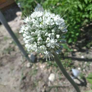 Crystal's garden