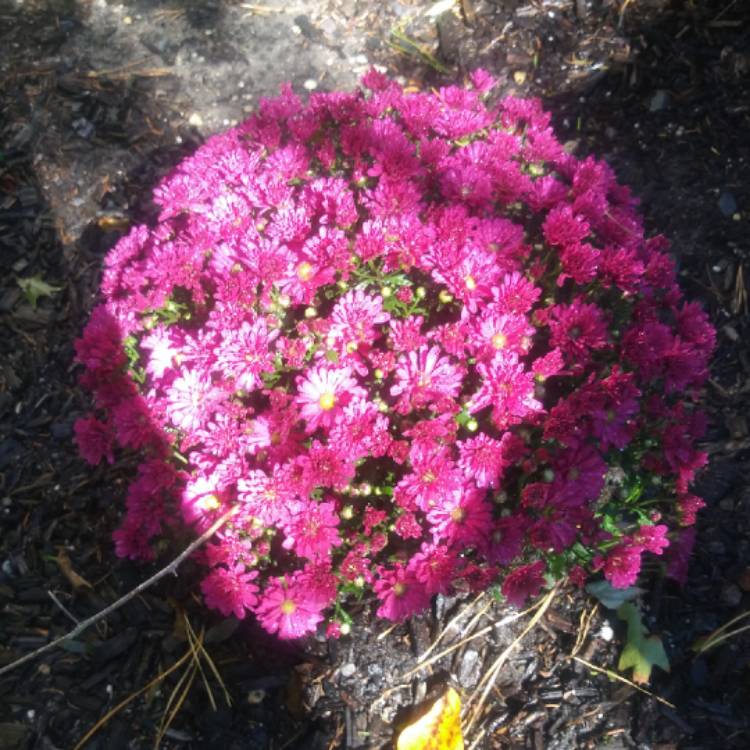 plant image 1187142