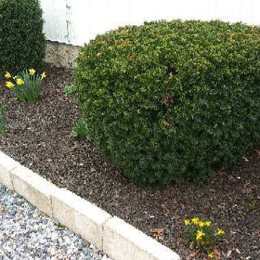 Justina's garden