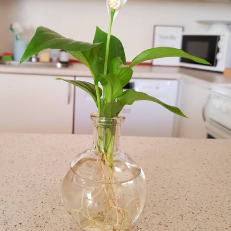 Plant image Peperomia obtusifolia