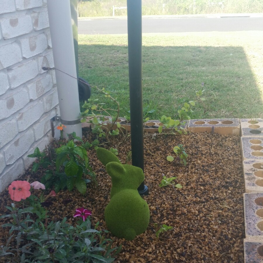 Linda's garden