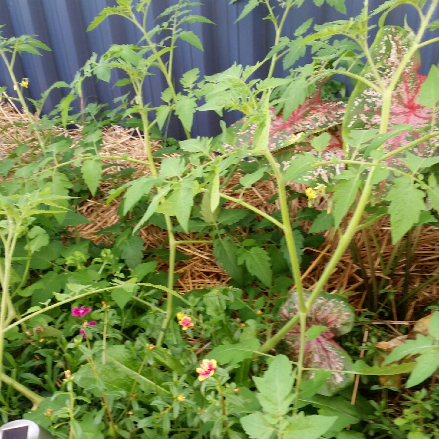Linda's garden