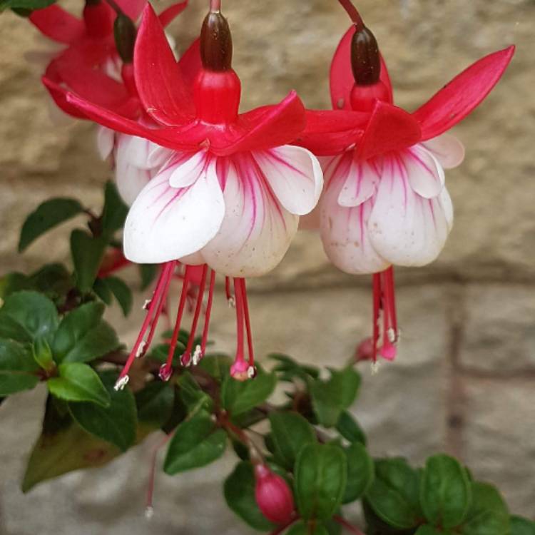 plant image 530411