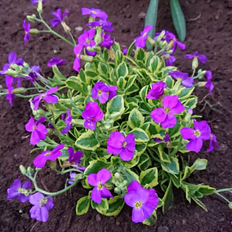 Plant image Aubrieta 'Westacre Gold'