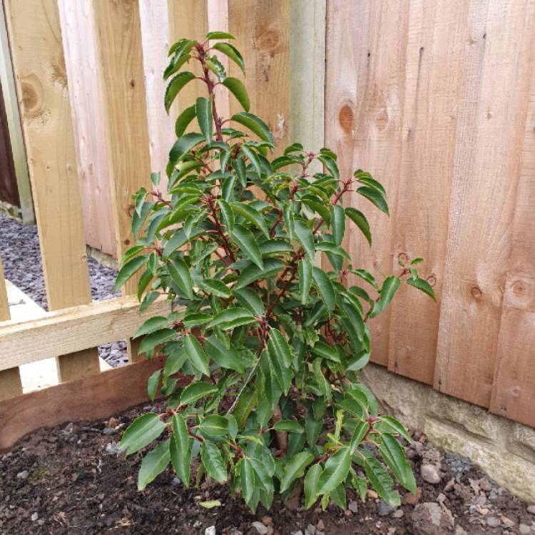 plant image 1447376