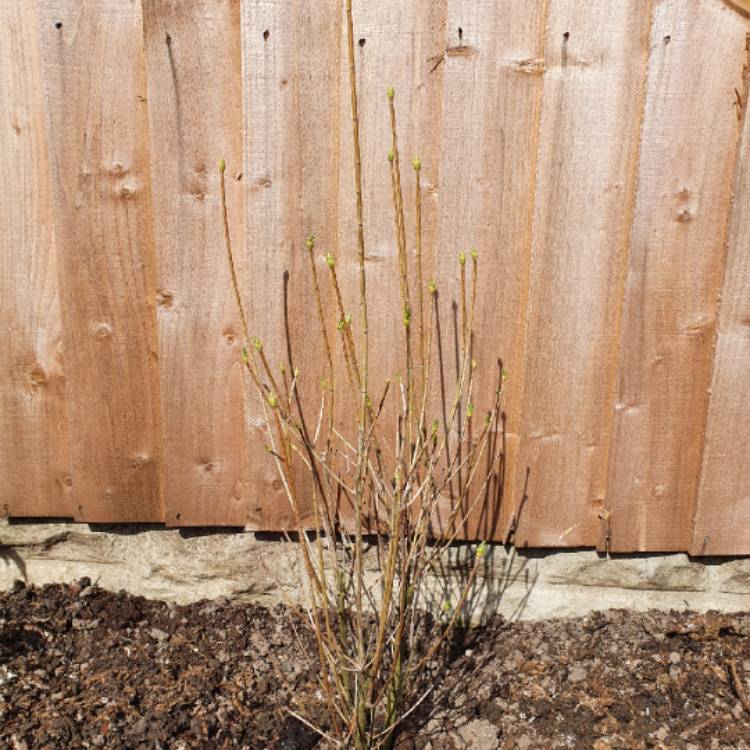 Plant image Enkianthus campanulatus