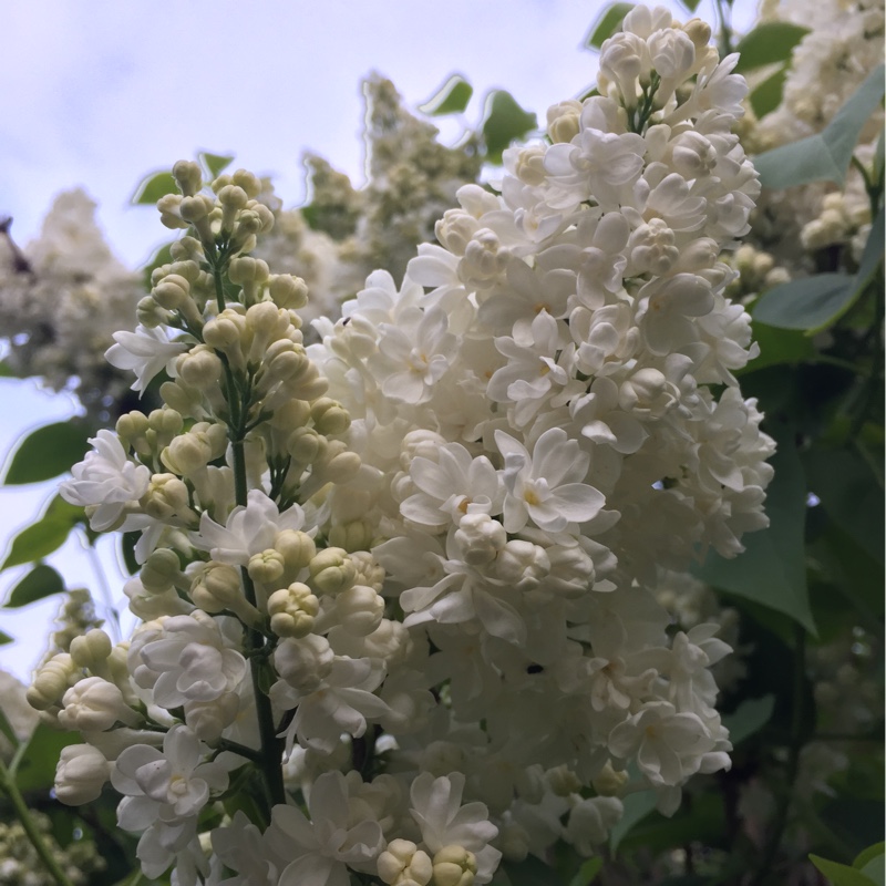 Lilac 'Madame Lemoine'