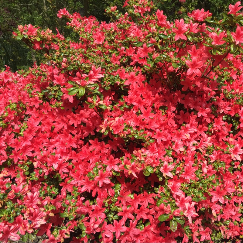 Azalea 'Gibraltar'