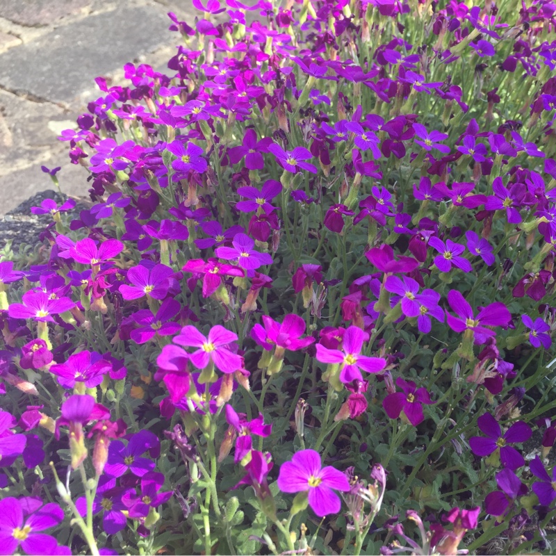 Carol's garden
