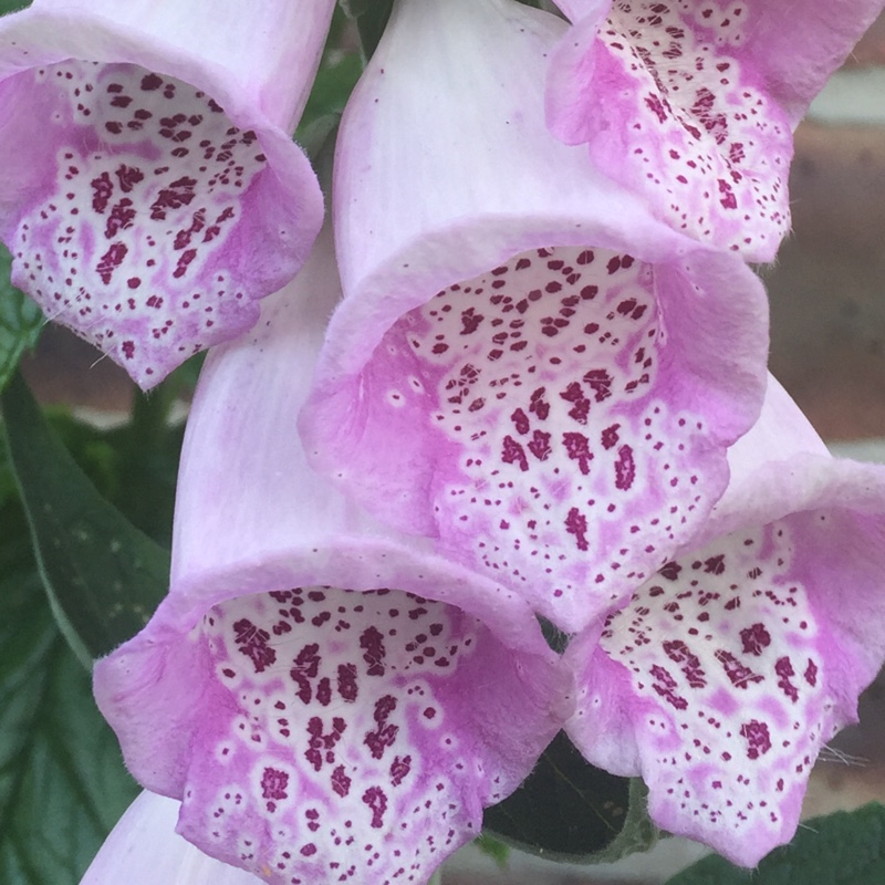 Foxglove