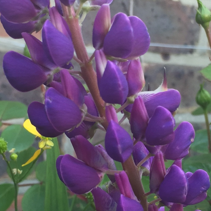 Lupin 'Camelot Blue'