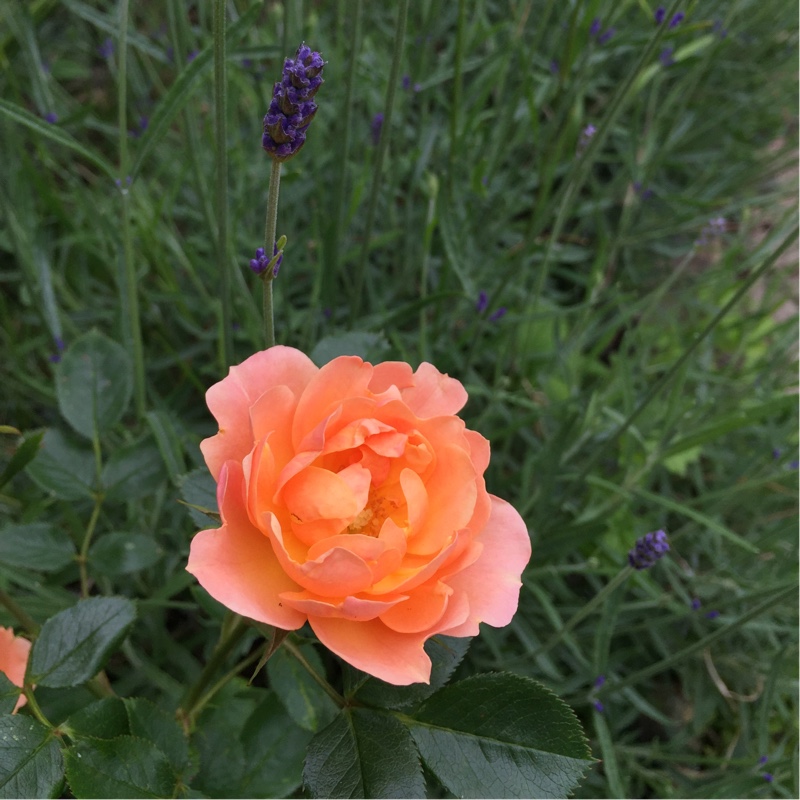 Plant image Rosa 'Ausles' syn. Rosa 'Charles Austin'