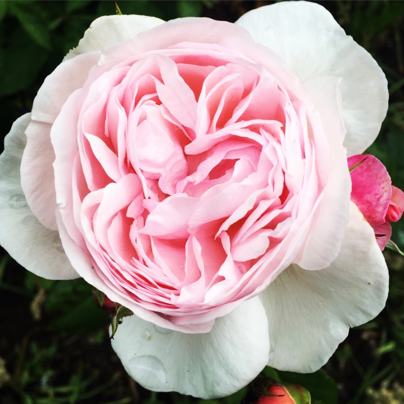 Plant image Rosa 'Meiviolin' syn. Rosa 'Eden Rose 88', Rosa 'Eden Rose 85', Rosa 'Pierre De Ronsard'