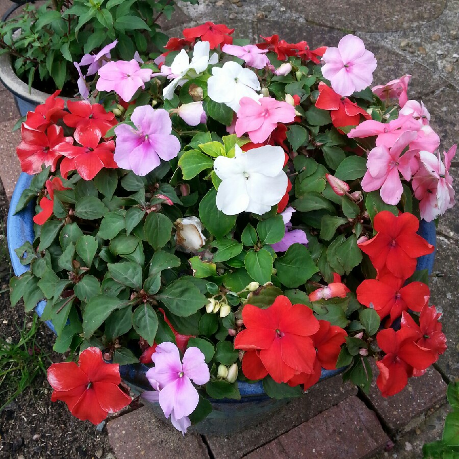 Tracey's garden