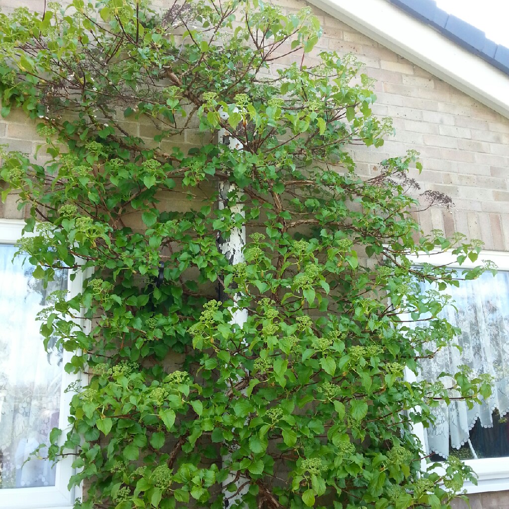 plant image 60980 plant image 60980