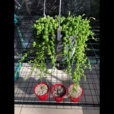 Senecio rowleyanus