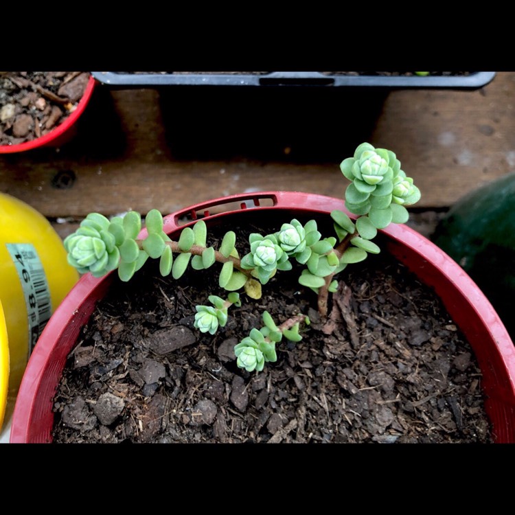 Plant image Sedum Oaxacanum