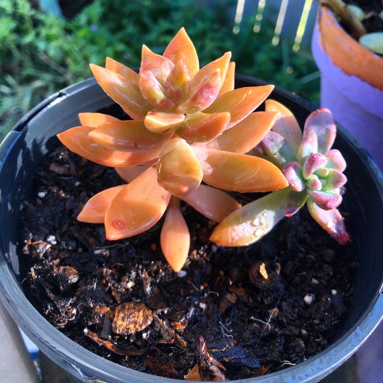 Plant image Sedum 'Pat's Pink' syn. Sedeveria 'Pat's Pink', Sedum 'Pam's Pink'