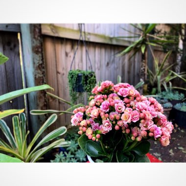 Kalanchoe 'Blossfeldiana'