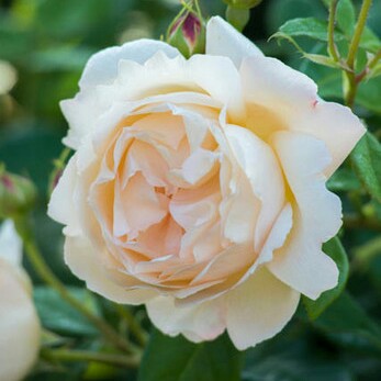 Plant image Rosa 'Wollerton Old Hall'