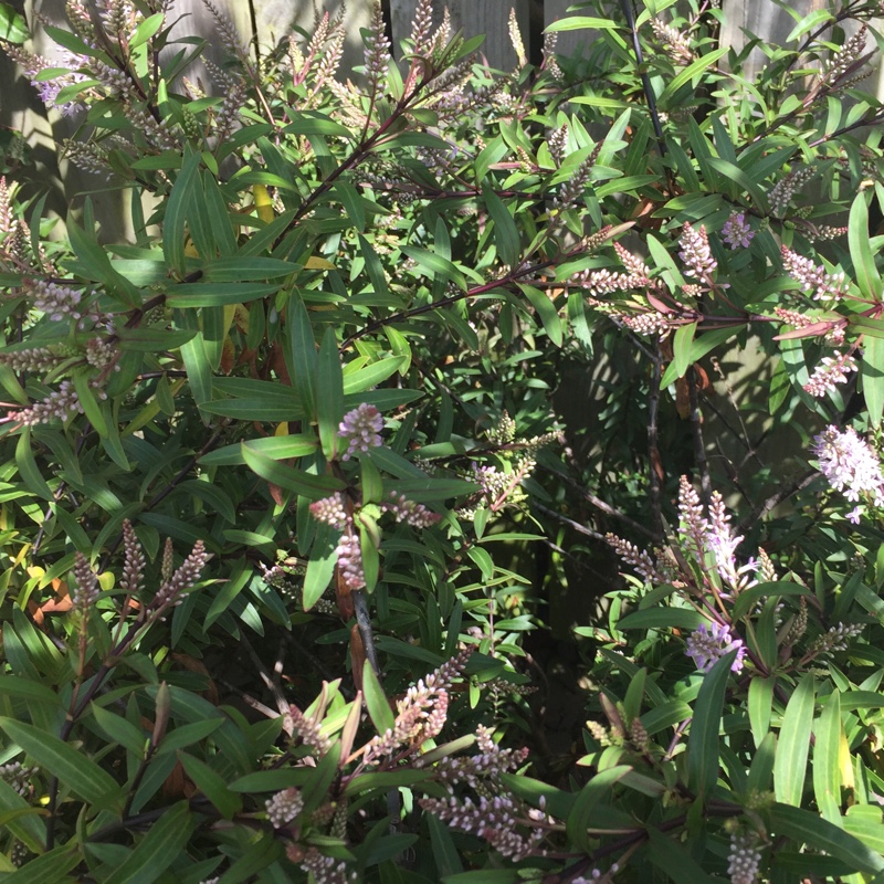 Plant image Hebe 'Midsummer Beauty'