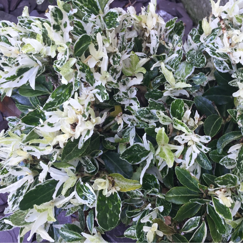 plant image 3367