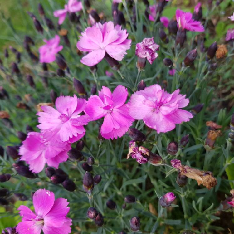 Plant image Dianthus caryophyllus 'Peman'
