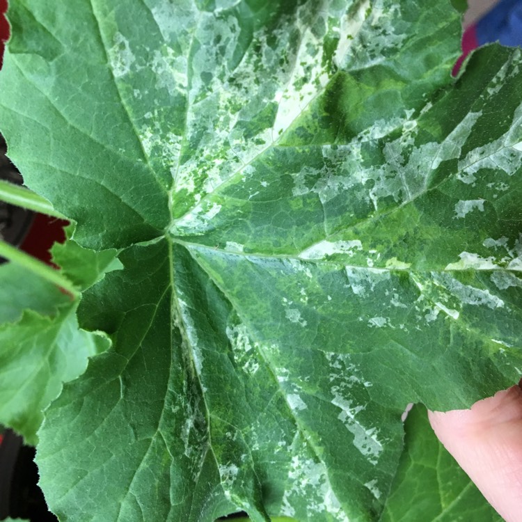 Plant image Cucurbita Pepo var. Cylindrica 'Black Beauty'