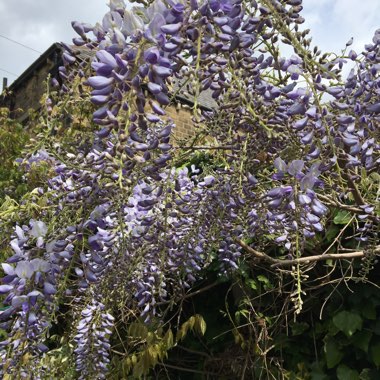 Japanese Wisteria