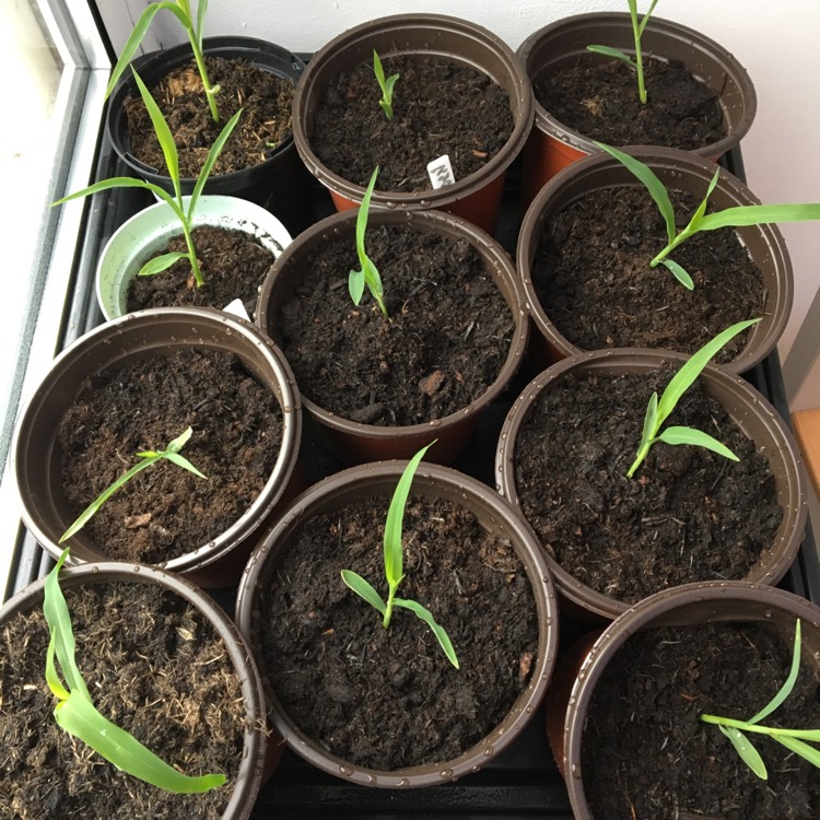 plant image 1026304