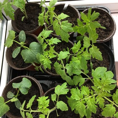 Emilie's garden