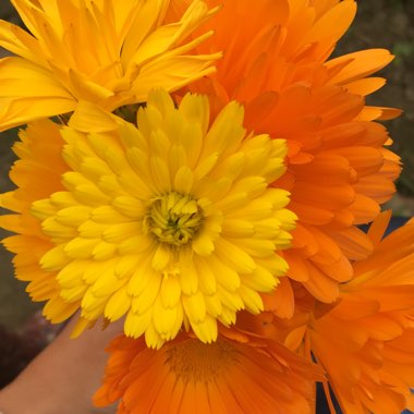 Pot Marigold