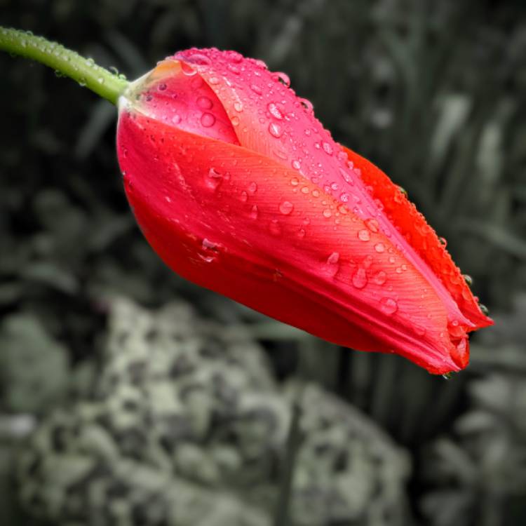 Plant image Tulipa 'Perestroyka'