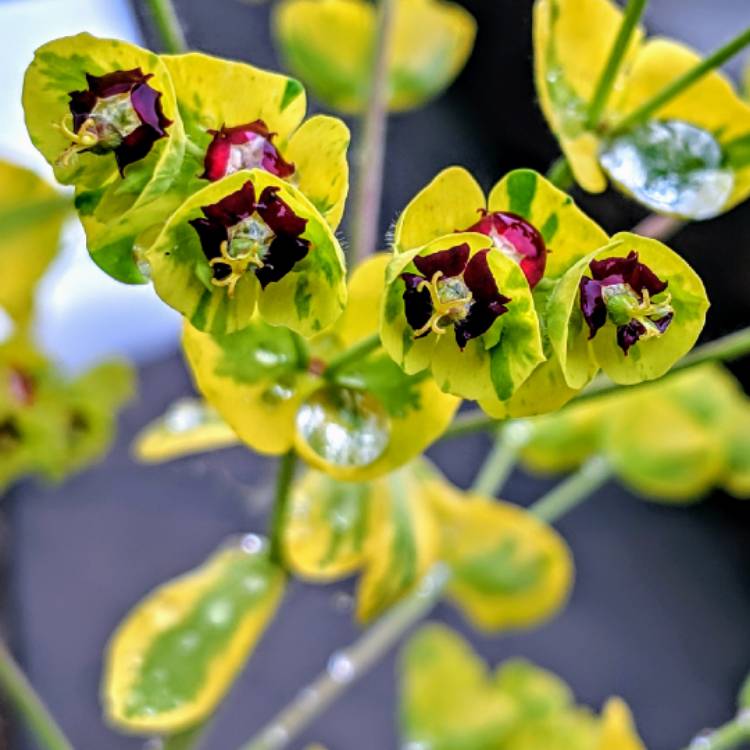 Plant image Euphorbia x martini 'Ascot Rainbow'