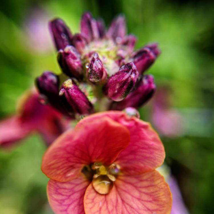 plant image 1023912