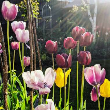 Tulipa 'Atlantis'
