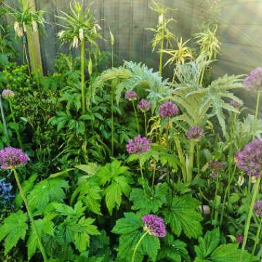 Allium hollandicum 'Purple Sensation' syn. Allium 'Purple Sensation', Allium aflatunense 'Purple Sensation'