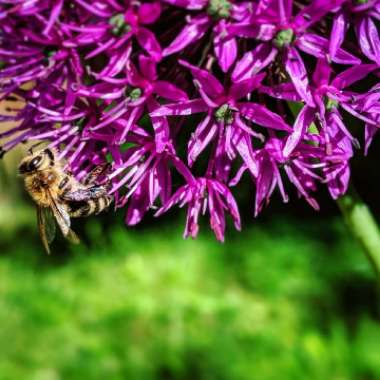 Allium hollandicum 'Purple Sensation' syn. Allium 'Purple Sensation', Allium aflatunense 'Purple Sensation'