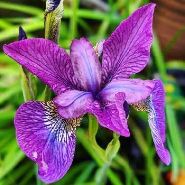 Iris sibirica 'Sparkling Rose'
